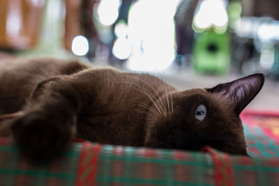 Portrait of cat lying on sofa