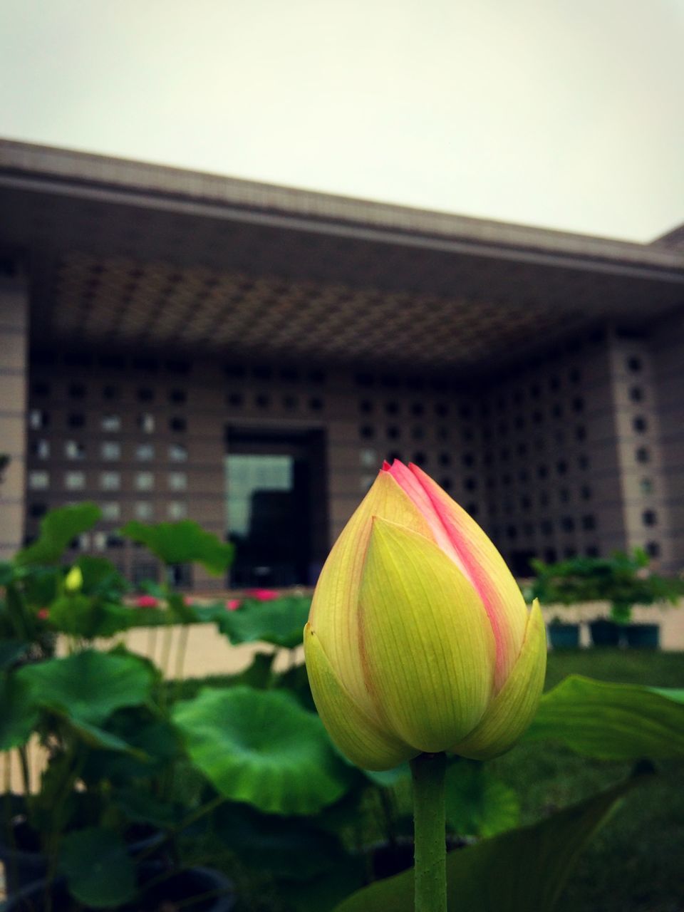 flower, freshness, growth, plant, fragility, petal, focus on foreground, flower head, built structure, building exterior, close-up, leaf, architecture, green color, tulip, nature, yellow, beauty in nature, stem, blooming