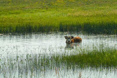 Cat in a lake