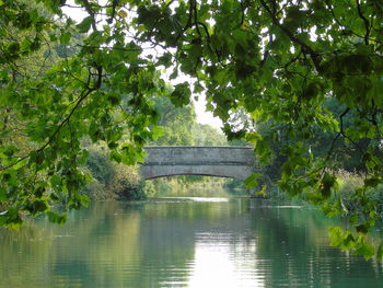Reflection of trees in pond