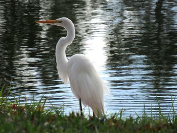 White swan on lake