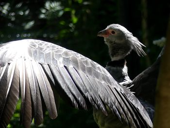 Close-up of a bird flying