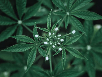 High angle view of flowering plant