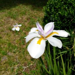 Close-up of white flowers blooming outdoors