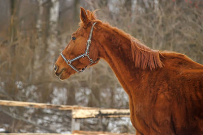 Close-up of a horse in ranch