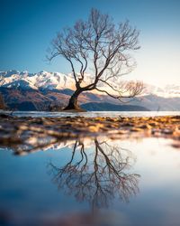 Bare tree on snow covered landscape against lake