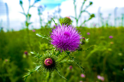 Close-up of purple thistle flower on field