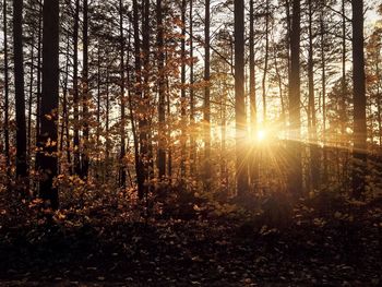 Sunlight streaming through trees in forest