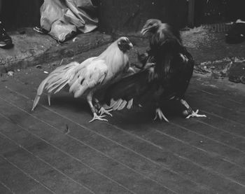 High angle view of birds on ground