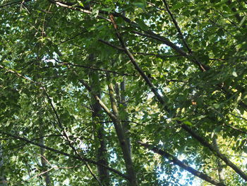 Low angle view of bamboo trees in forest