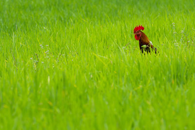 Rooster on field