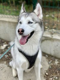 Close-up of a dog looking away