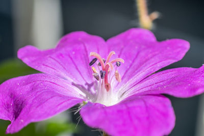 Close-up of pink rose flower