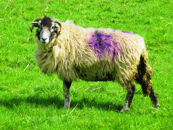 Sheep standing on field