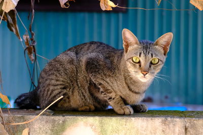 Close-up portrait of a cat