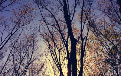 Low angle view of bare trees against sky