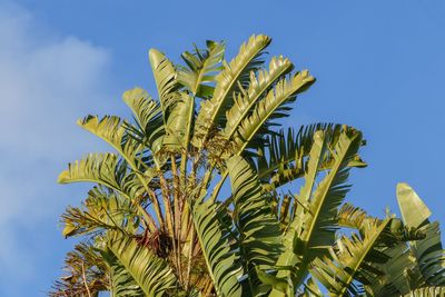 Low angle view of coconut palm tree against blue sky