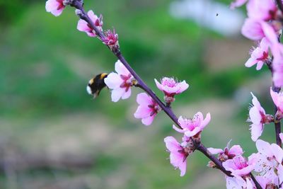 Close-up of cherry blossom