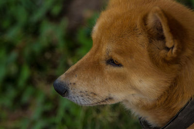 Close-up of dog