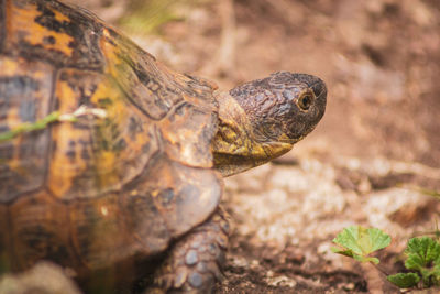 Turtle in the mountains 2