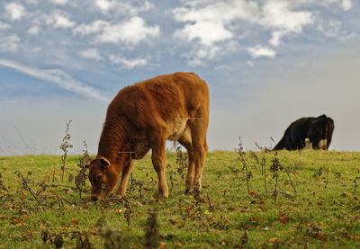 Cattle grazing in a field during autumn