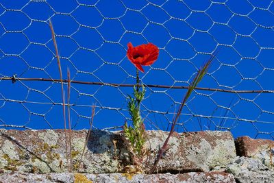 Red flowering plants seen through fence