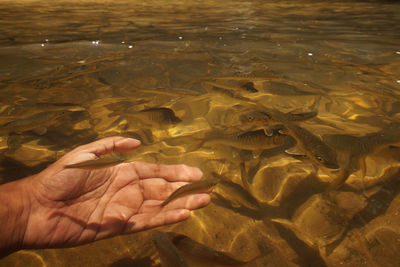 Cropped image of hand feeding fish in sea