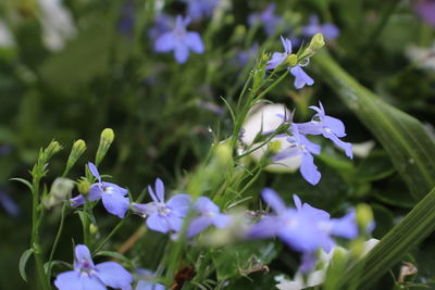 Close-up of purple crocus blooming outdoors