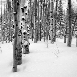 Trees in forest during winter