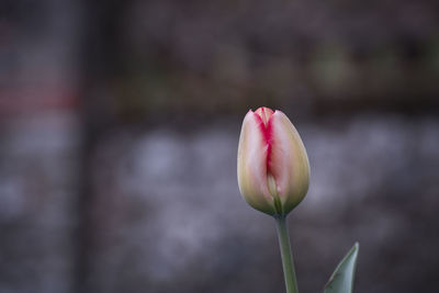 Close-up of pink flower