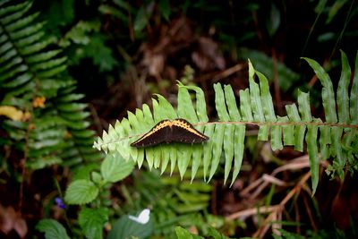 Close-up of insect on plant