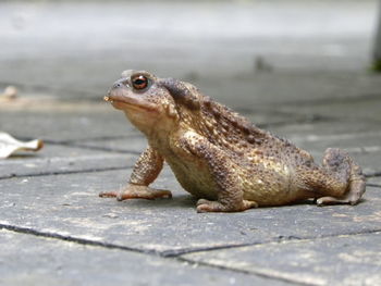 Close-up of lizard on land