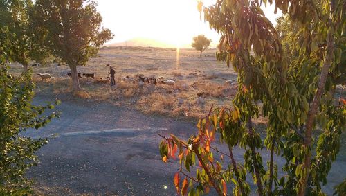 Scenic view of landscape