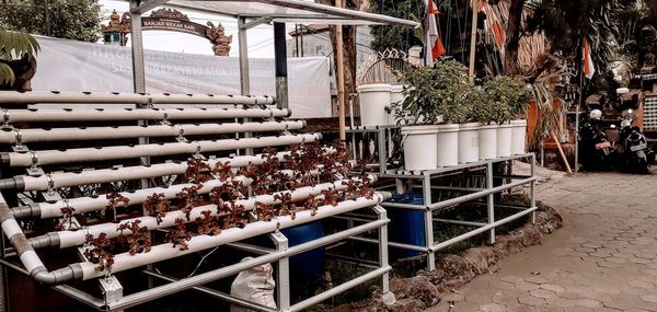 Panoramic shot of food on plant