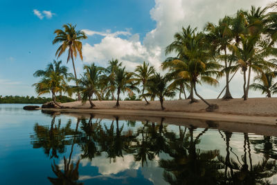 Palm trees by lake against sky