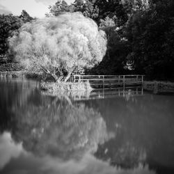 Reflection of trees in lake