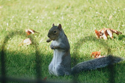 Close-up of squirrel on field