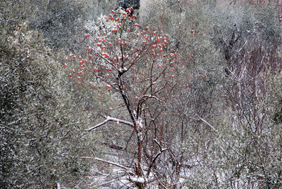 Full frame shot of snow covered plant