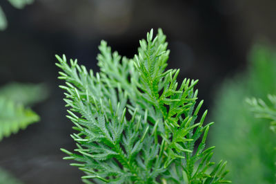 Close-up of fresh green plant