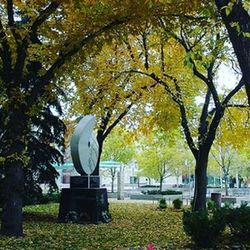 Trees in park