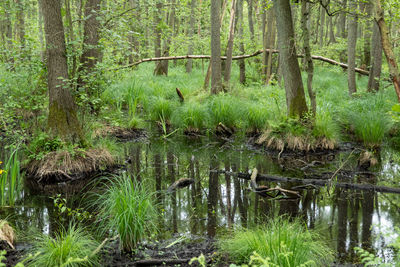 Scenic view of swamp in forest