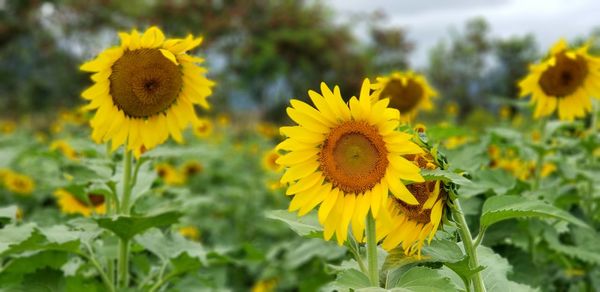 Close-up of sunflower on field