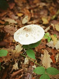 Close-up of mushroom growing on field