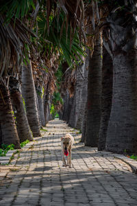 Sugar palm tunnel and outdoor dog portrait in nakhon ratchasima, thailand