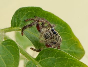 Close-up of insect on leaf