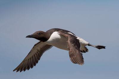 Low angle view of a bird flying