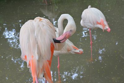 View of birds in lake