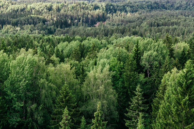 Scenic view of forest