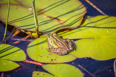 A beautiful common green water frog enjoying sunbathing in a natural habitat at the forest pond. 