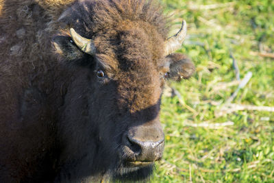 Close-up portrait of a bison